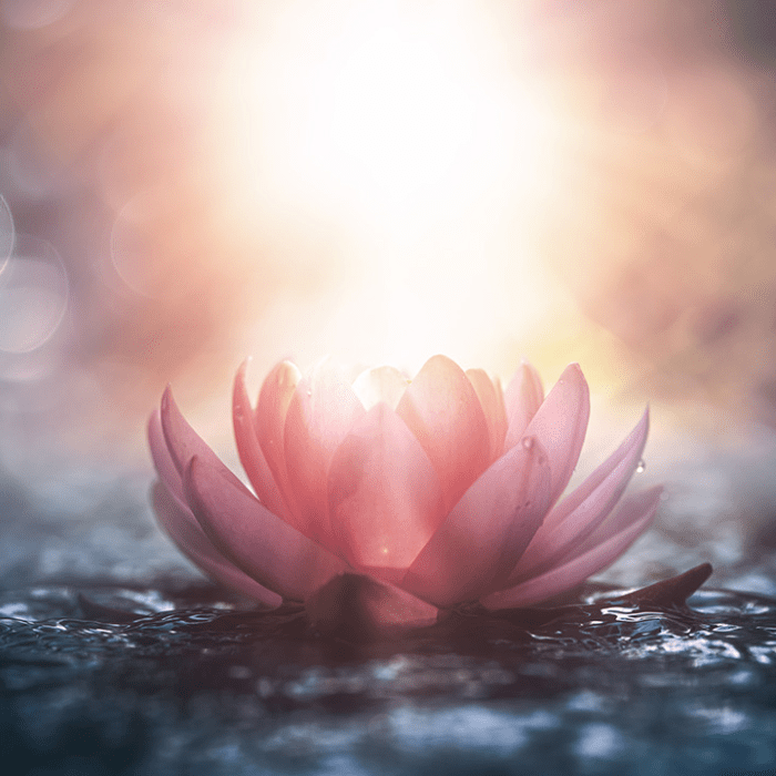 Lotus Flower Lotus Flower